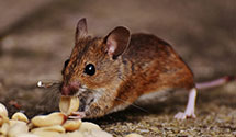24 Hour & Emergency Exterminators in Letona, AR